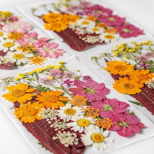 Set de flores secas prensadas para manualidades miniatura 4