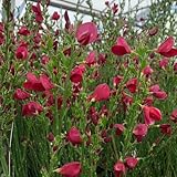 Semi di ginestra, le da giardino roccioso sono resistenti Cytisus Scoparius - per luoghi soleggiati 100pcs