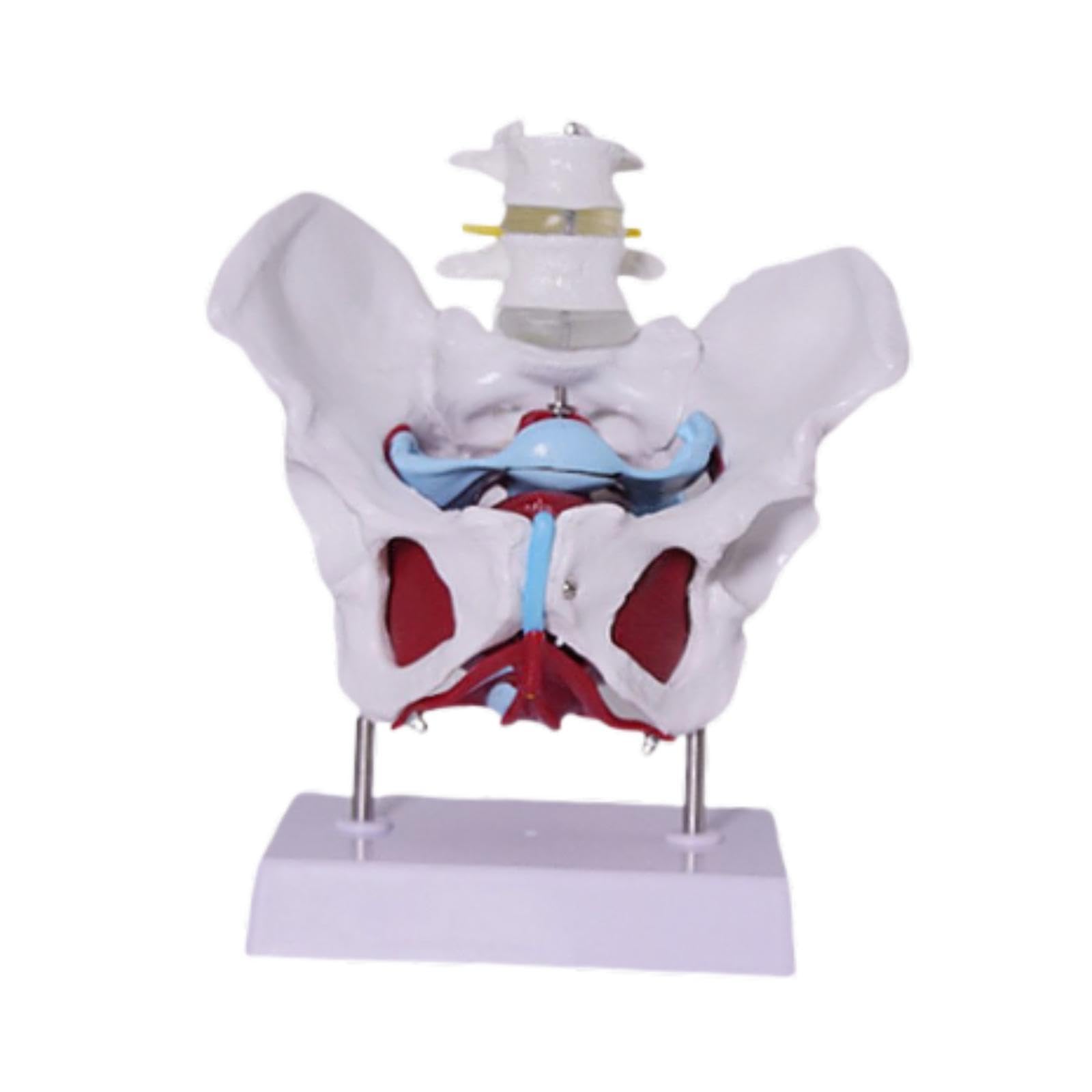 Modelo de Pelvis Femenina para Enseñanza Profesional Esqueleto Anatómico Humano Modelo Médico Educativo en PVC Sólido Adecuado para Formación Médica E, Style D