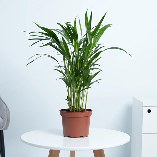 Natura GreenHouse Live Areca Palm Indoor Plant,4 Inchi Potted Houseplant, Natural Air Purifying Plant with Decorative Black Pot, Air Purifying Houseplant, 20-25 cm Height-image-28