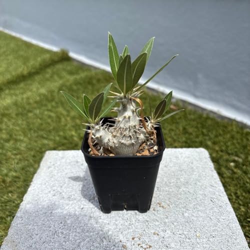 観葉植物 グラキリス パキポディウム 実生」の人気商品一覧 | 安い商品