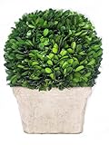 Tradingsmith Preserved Boxwood Large Ball on Square Pot 11" Height