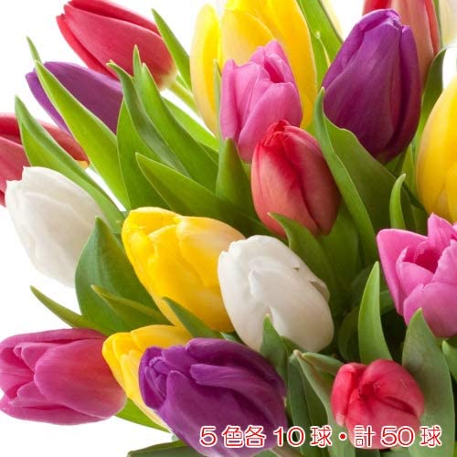 Amazon | チューリップ カラフルファイブカラーコレクション 色別5色各