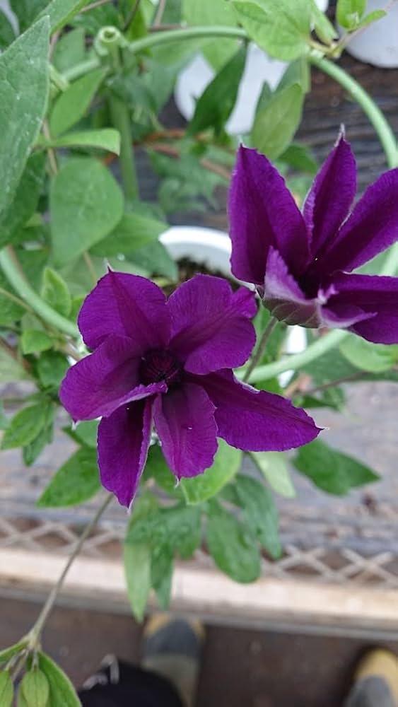 クレマチス アフロディーテ エレガフミナ 2年生苗　正規品ラベル付き Amazon | クレマチス アフロディーテエレガフミナ 2年生苗 | 果物