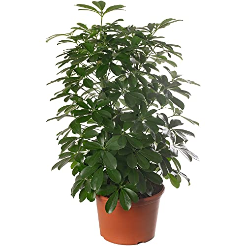 Plante d'intérieur rare, exotique et réelle : Schefflera Nora. Grande, toujours verte, idéale pour la maison.