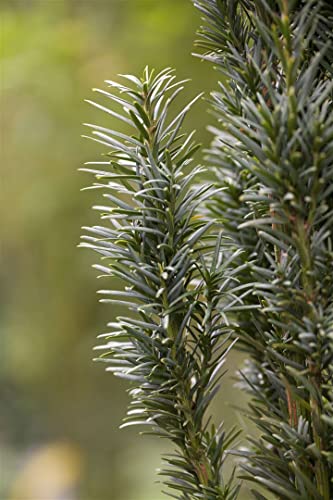 Säuleneibe Plantapro Taxus baccata Fastigiata Robusta 50-60 cm