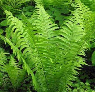 Shade Loving Perennials, Hardy Ferns, Ostrich Tennessee Fern Root, Plant, Start