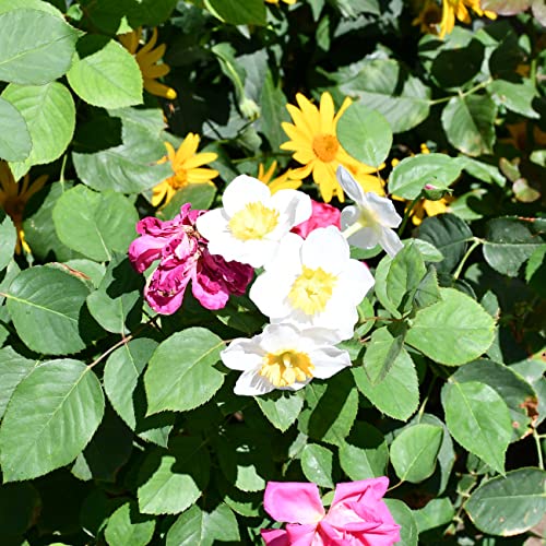 Mandy's 12Pcs White Flowers Artificial Daffodils Flowers 16" For Party Home Decoration #TOP4