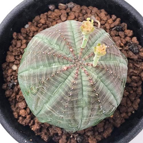 Amazon 多肉植物 ユーフォルビア オベサ 観葉植物 オンライン通販