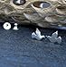 Dove Bird Stud Earrings Polished Sterling Silver Handmade in USA