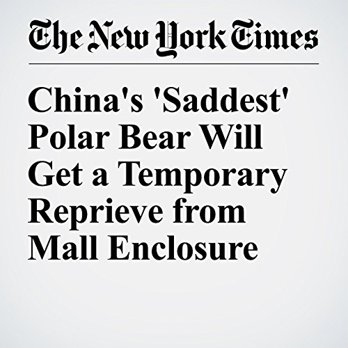 China's 'Saddest' Polar Bear Will Get a Temporary Reprieve from Mall Enclosure cover art