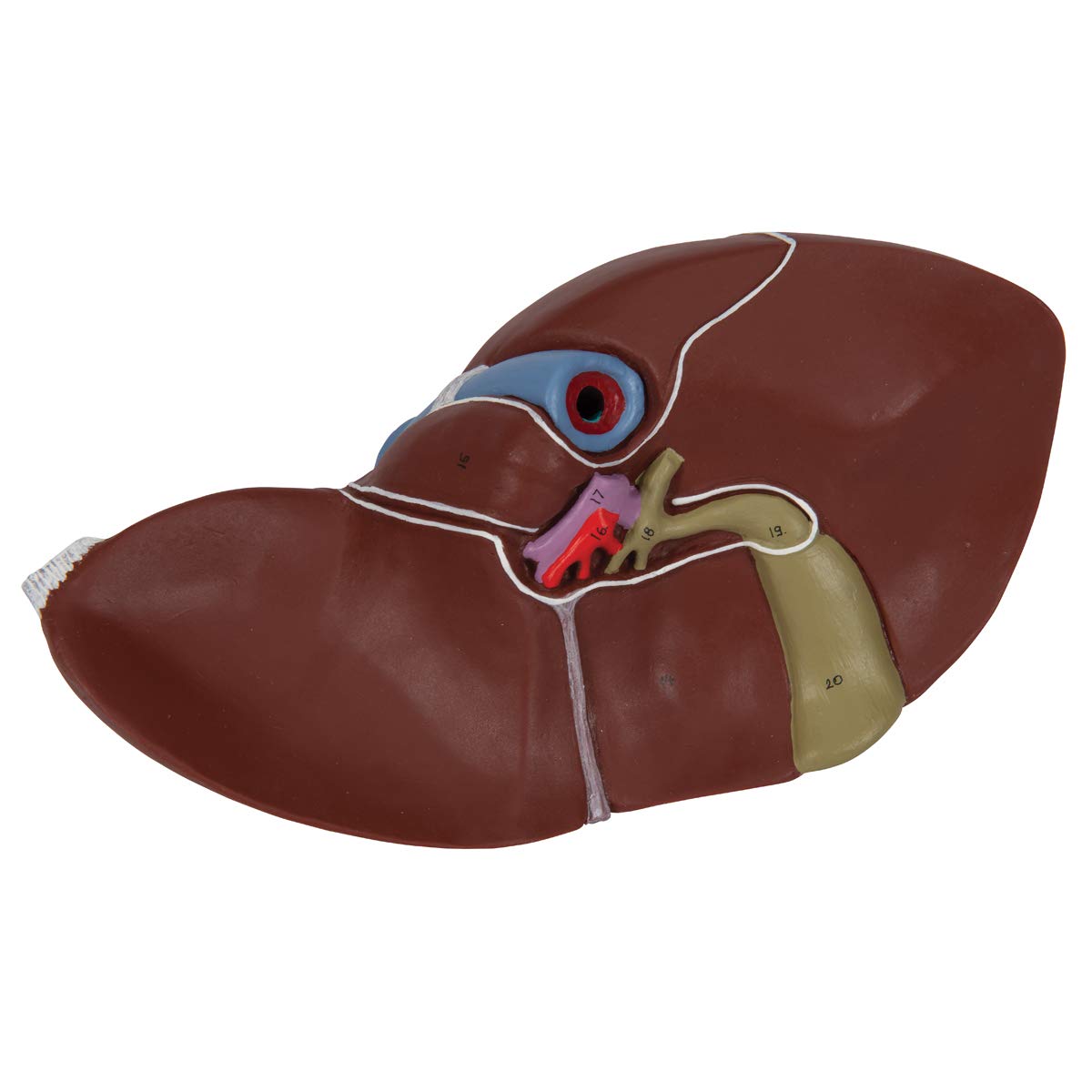 3B Scientific K25 Fegato con Cistifellea + software gratuito di anatomia - 3B Smart Anatomy