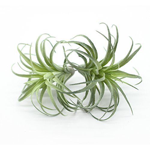 2PCS Artificial Flocking Tillandsia Air Plants Faux Succulents Br...