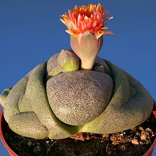 �y��q�zPleiospilos Nelii �v���C�I�X�s���X�E�l���C�����Z�� ���/�c�a�ʁ���q5�� [���s�A���i]