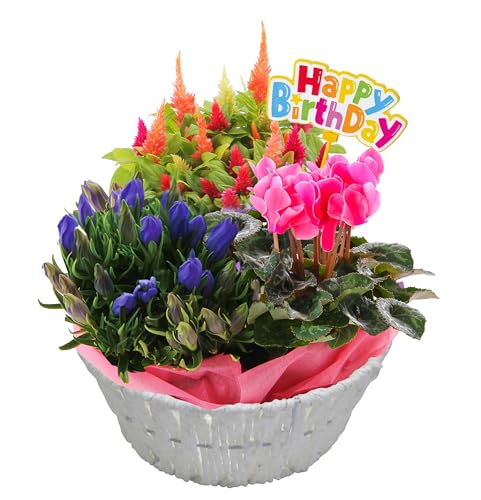 花のギフト社 誕生日 花 ギフト プレゼント 鉢植え お祝い 花かご 寄せ植え シクラメン リンドウのサムネイル