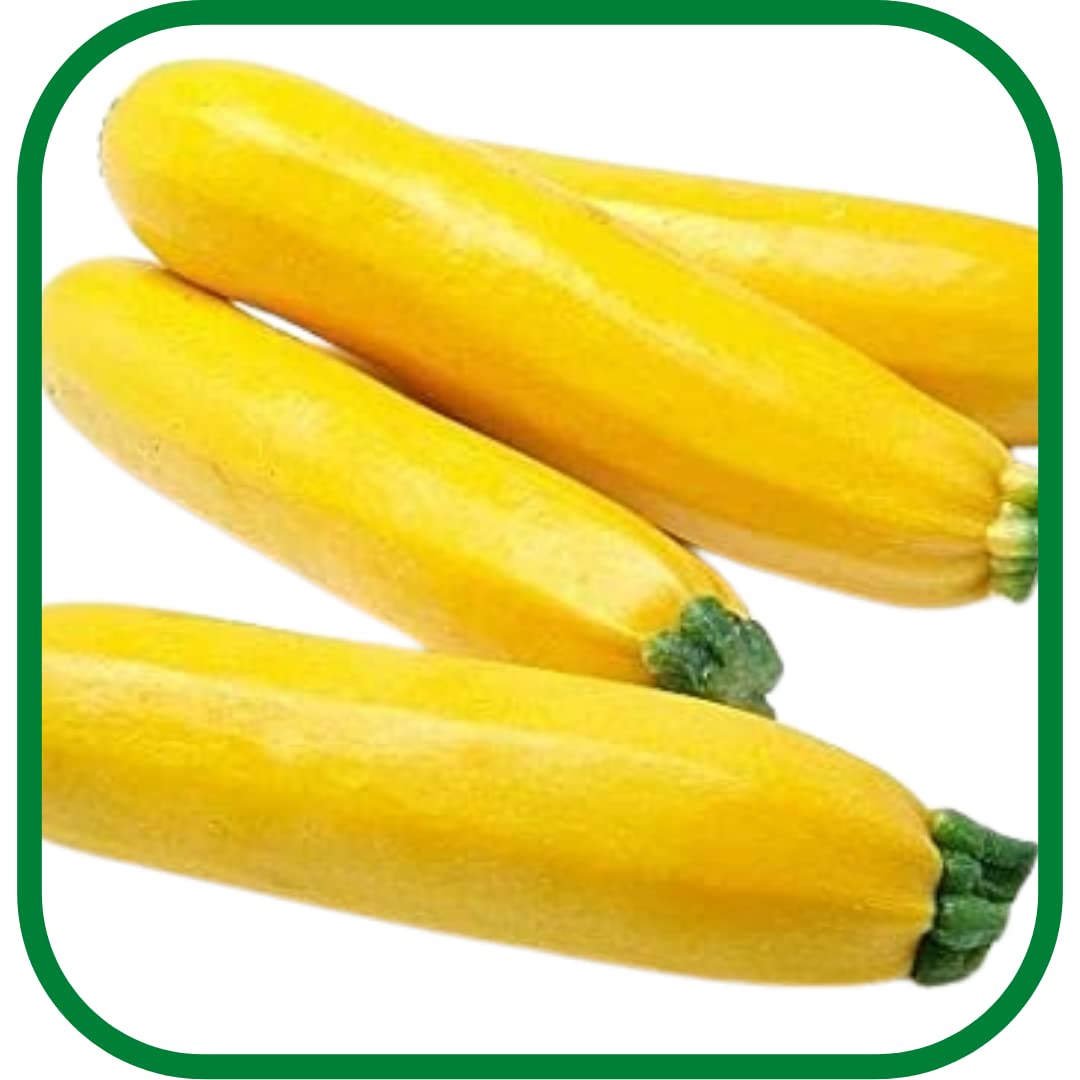 Pack of 15 Nos | ZUCCHINI -YELLOW -SUMMER SQUASH SEED| Best Suitable For Terrace And Home Gardening |Quality Exotic vegetable Seeds|