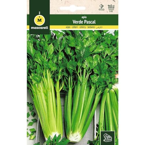Mascarell Semillas, APIO, Semillas Huerto, APIO VERDE PASCAL, Crea tu Propio Huerto Urbano y Cultivo en Casa, Plantas Hortícolas, 3 Gramos