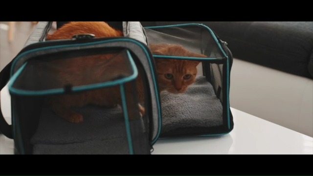 Uitbreidbare kattentas, speciaal voor het vliegtuig, handbagage