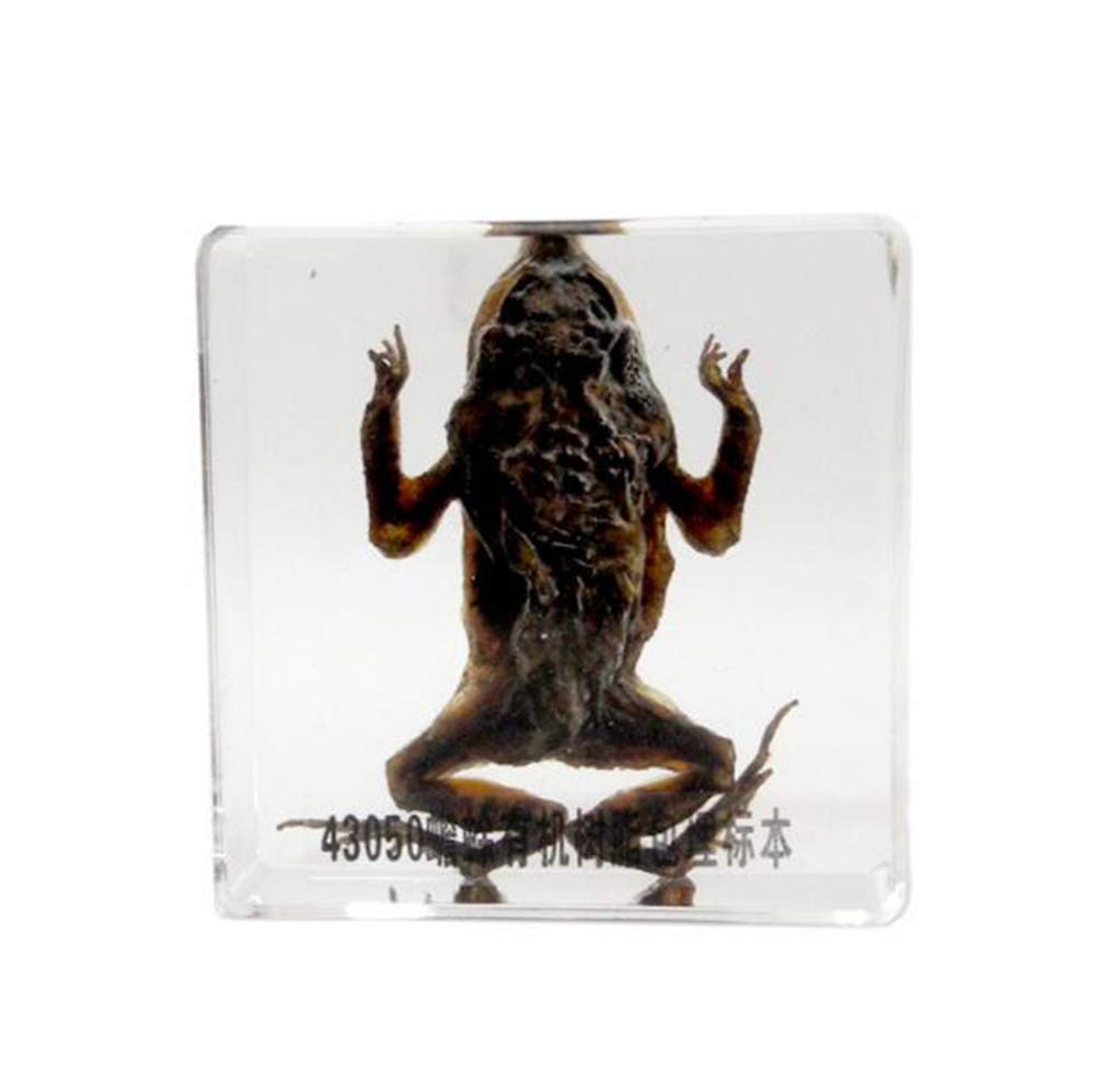 Sjdopulse A Toad Specimen Model - Real Resin Toad Embedded Specimen - Teaching Resources Nimal Specimen Model Desk Paperweight - For Biology Knowledge Teaching (A)