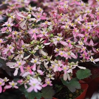 Amazon 山野草苗 大文字草 かがり火 花