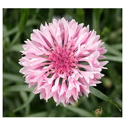 Premier Seeds Direct Cornflower Pink Seeds Cover