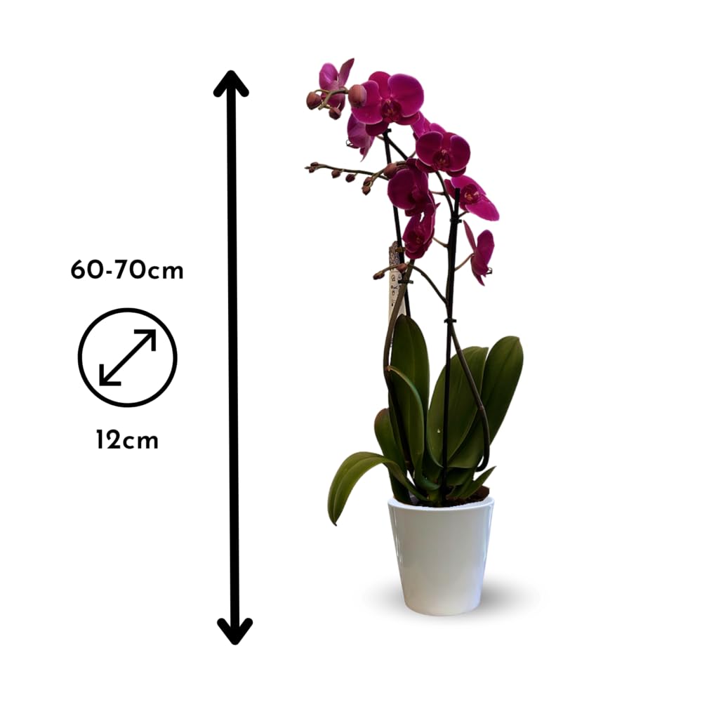 Attitude Jardin - Orchidée fuchsia - double branche - phalaenopsis - 60-70 cm - ⌀ 12 cm - cache pot en céramique blanc