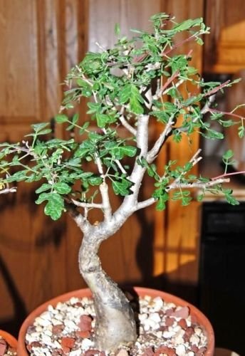 Amazon.com : Pachycormus discolor, Elephant Tree Caudiciform trunk caudex  bonsai seed 5 SEEDS : Patio, Lawn & Garden