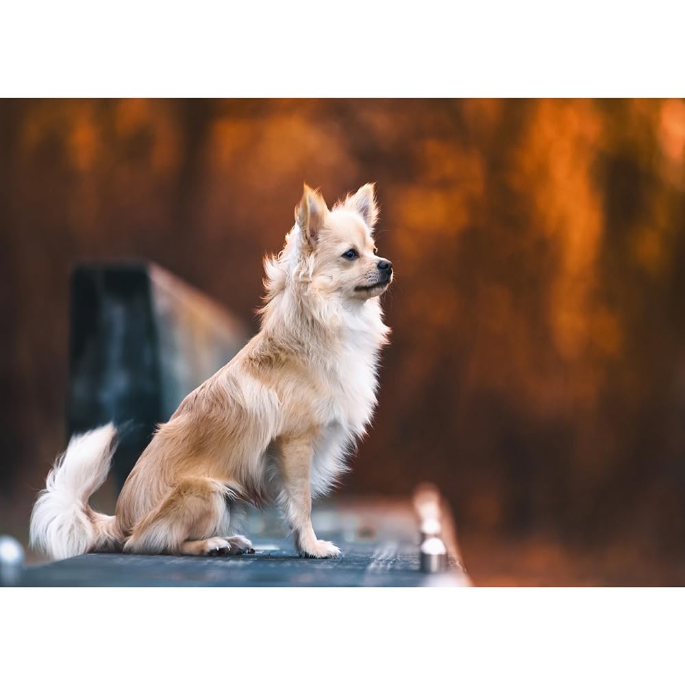 2000 (100 x 70 cm) Puzzleteile, kleiner weißer Hund, Hund, Haustier, Puzzle, Jugendliche und Kinder, Puzzle, Spielzeug, Geschenke