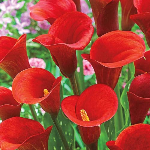 Zantedeschia Calla Lily Flower Bulbs Plant Live for Home Gardening Pack of 2 bulbs By Zabbus Red (B0BSZK1L5T) Amazon Price History, Amazon Price Tracker