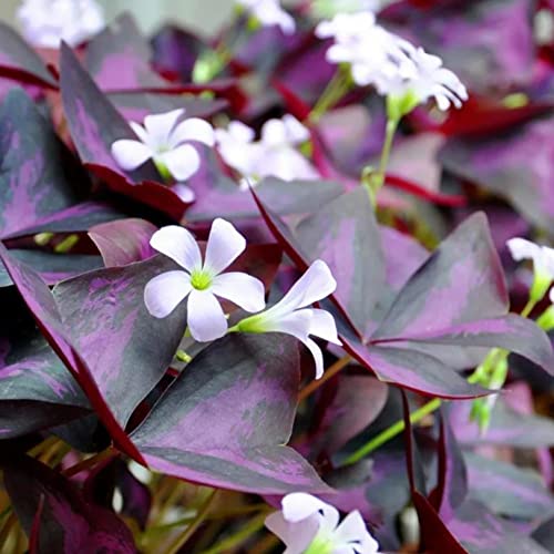 10 Bulbs Oxalis Triangularis Purple Shamrock Bulbs Lucky Lovely Flowers Bulbs For Planting #TOP2
