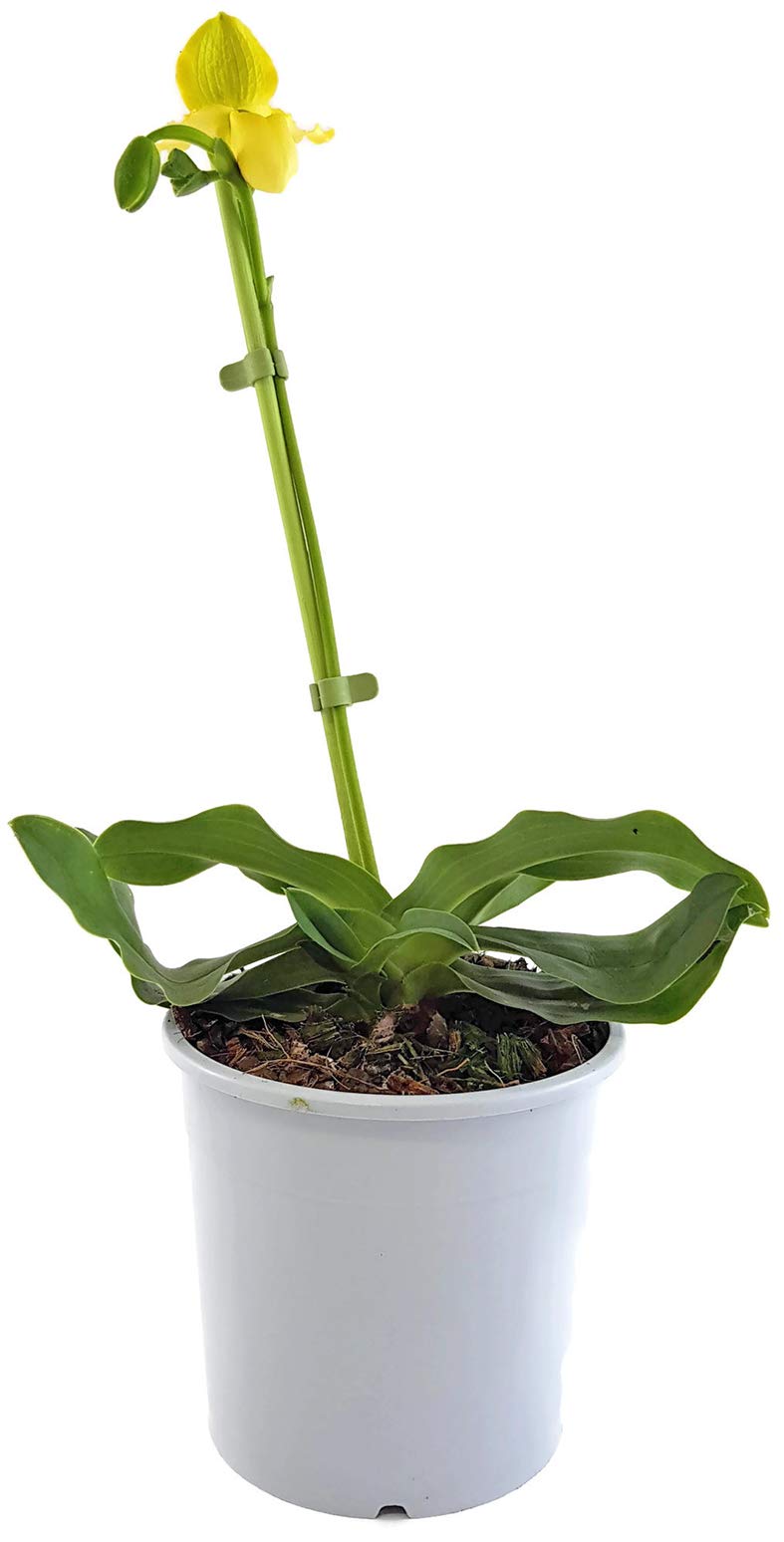 Fangblatt - Paphiopedilum primulinum Hybride - Frauenschuh Orchidee mit  gelben Blten - wunderschne Zimmerpflanze : Amazon.de: Garten