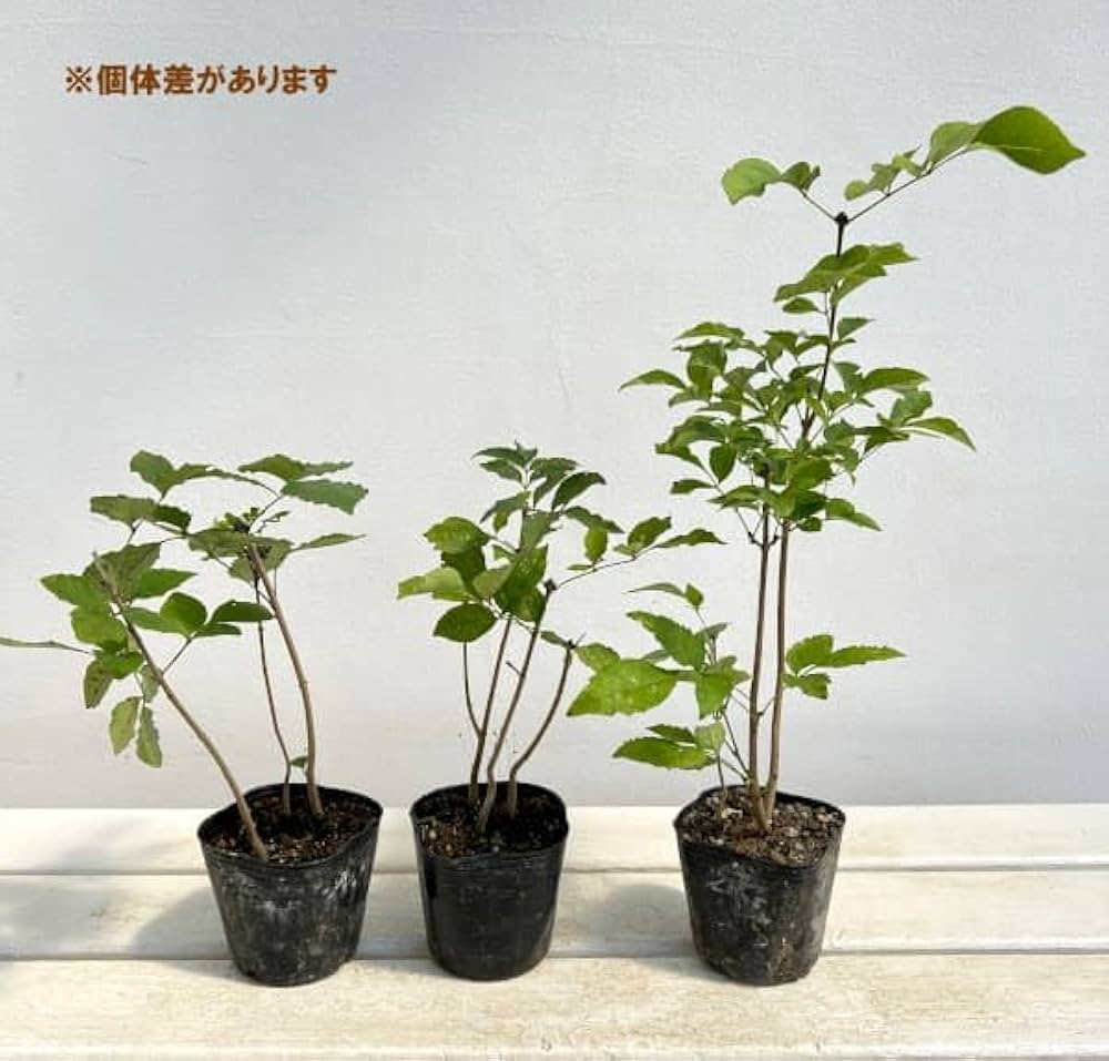 アオダモ盆栽 SS001 盆栽創 / アオダモ盆栽 SS001