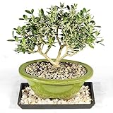 Brussel's Bonsai Live European Olive Bonsai Tree - Small, 4 to 8 in - Ceramic Bonsai Pot with Humidity Tray