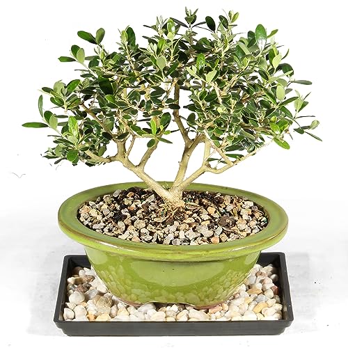 How much is the bonsai house in toca boca