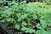 2 CILANTRO Live Plants Herb Plant Non-GMO Organic - TWO [2] LIVE PLANTS fit 3.5 Inches Pot - w FREE GIFT Green Selfwatering Pot - From Bellacia Garden