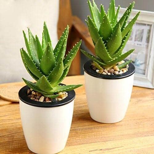 See full amazon price history chart for Garden Nature Care Aloe Vera Easy Care Succulent Healthy Ayurvedic Medicinal Live Plant Air Purifier Indoor and Outdoor Gardening Plant Garden Nature Care Aloe Vera Easy Care Succulent Healthy Ayurvedic Medicinal Live Plant Air Purifier Indoor and Outdoor Gardening Plant (B0BJFDH5X2) Amazon Price History, Amazon Price Tracker