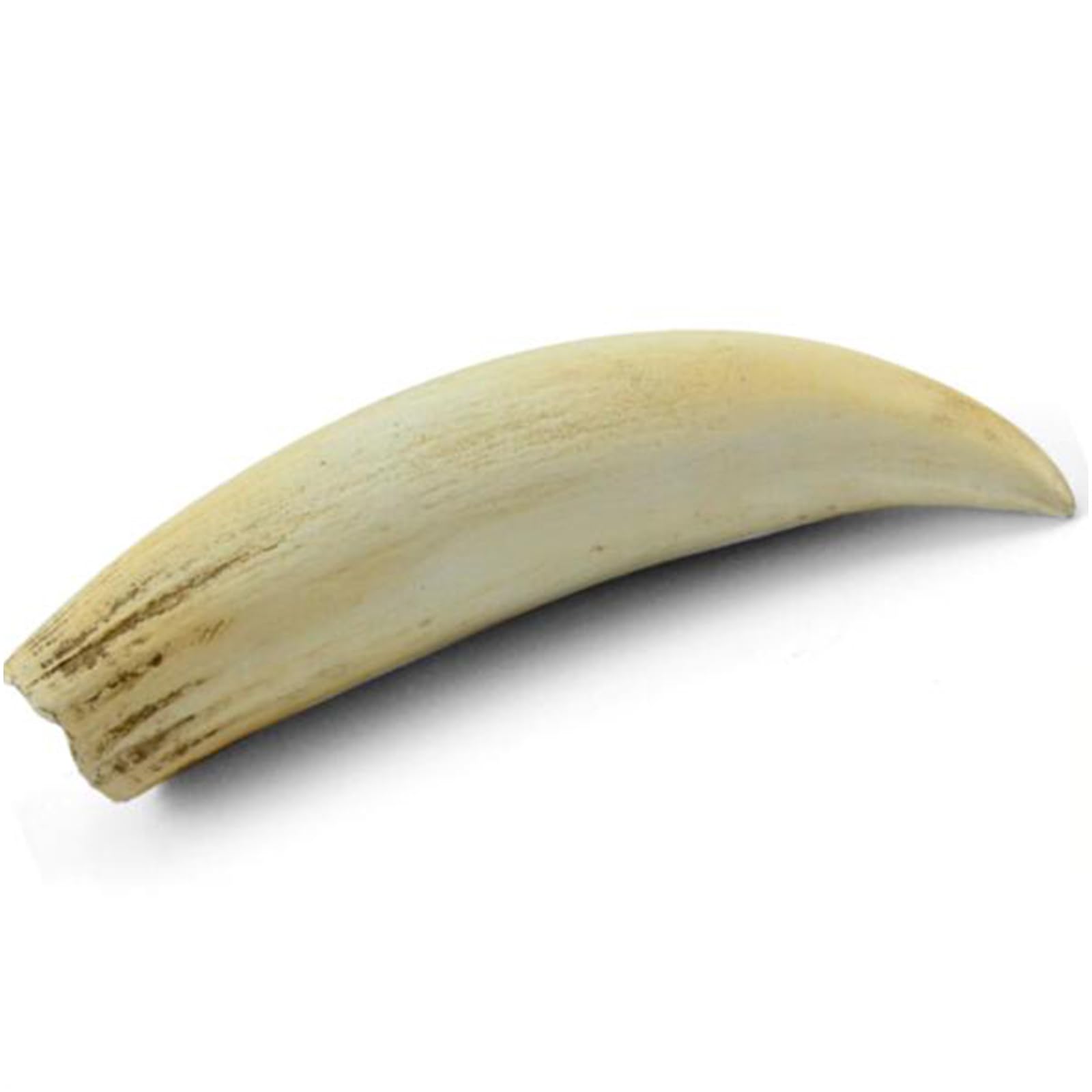 Modelo de réplica de dientes de dinosaurio fósil de tamaño real para decoración del hogar, arte coleccionable
