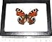 BicBugs Real Framed Butterfly RED Purple Blue INACHIS IO Buckeye Europe