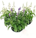 POWERS TO FLOWERS