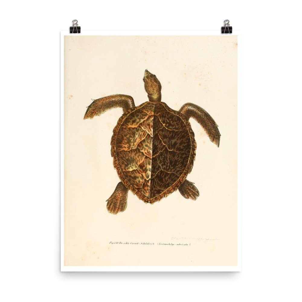 Gravure tortue de mer 1867 idee cadeau collectionneur amateur nature