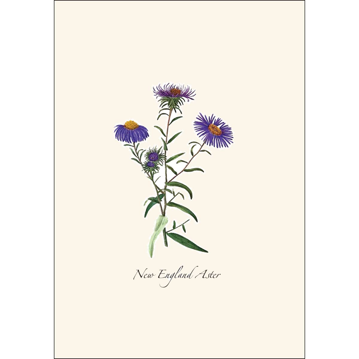 Wildblumen Grußkarten Set – 8 Karten Mit Umschlägen, Je 8,9x12,7 Cm, Auf Recyclingpapier, In Geschenkbox