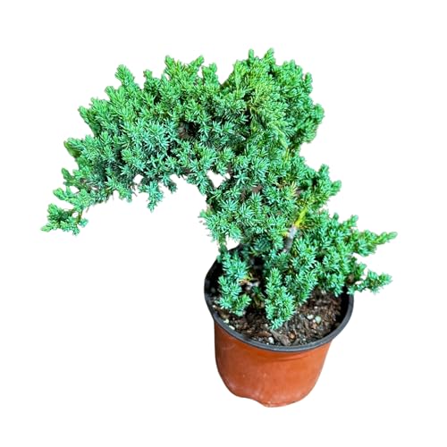 PLANTVERS Juniper Procumbens in a 4" Grow Pot – Live Bonsai Tree – Dwarf Japanese Garden Bonsai – Indoor/Outdoor Evergreen Plant – Easy Care Miniature Tree for Home or Office Décor