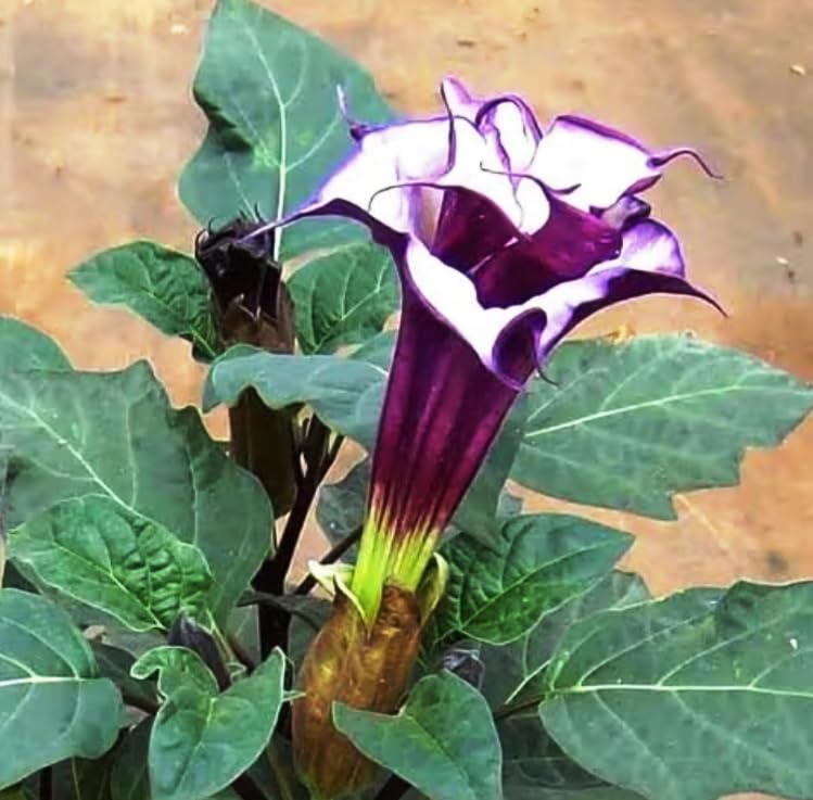 Aadityaa's Original & Natural Datura Plant Root, used as a remedial tool for Saturn-related issues, much like wearing a gemstone associated Astrological Benefits with the planet. Pack Of 10 gm.-image-36