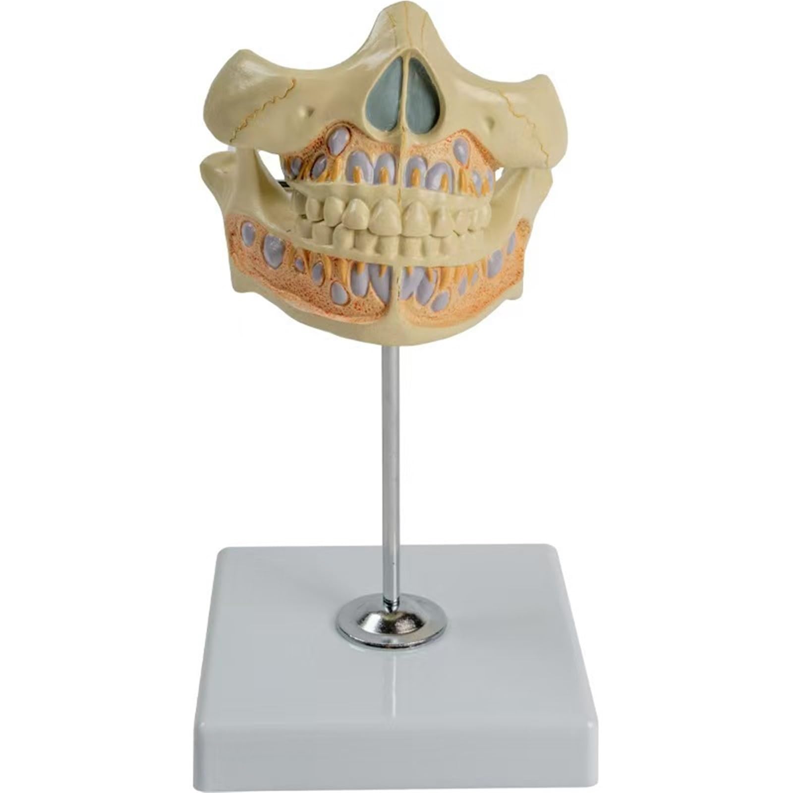 Tipodonto de dientes primarios interactivo para entrenamiento de enseñanza