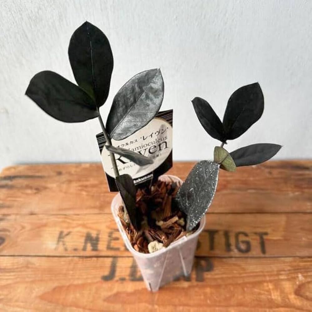 Amazon｜ザミオクルカス：レイヴン 3号ネガミエル（ねこチップ