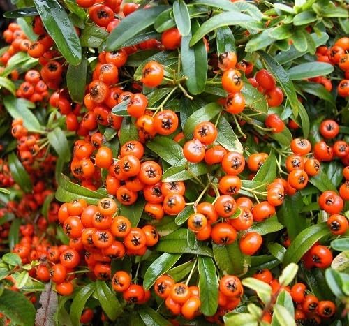 60pcs Orange Pyracantha Coccinea Fruit Seeds