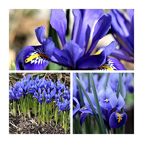 Iris Reticulata Bulbs Size 5 up (30) Shades of Blue and Purple Spring Flowers. Easy to Grow