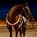 LED Horse Breastplate Collar - USB Rechargeable - Best High Visibility Tack For Horseback Riding - Adjustable, Sturdy & Comfortable Equestrian Safety Gear - Makes Your Horse Visible, Safe and Seen