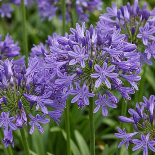 Agapanthus Africanus Púrpura 3 Plantas