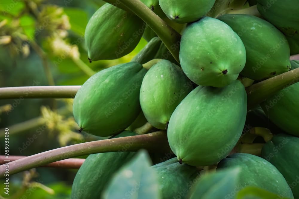 Papaya Red Lady Seeds | Red Lady F1 Hybrid Papaya Taiwan 786 Variety Seeds | Papita Seeds For Home Garden (Pack of 458) Seeds (B0DDGVD2KC) Amazon Price History, Amazon Price Tracker